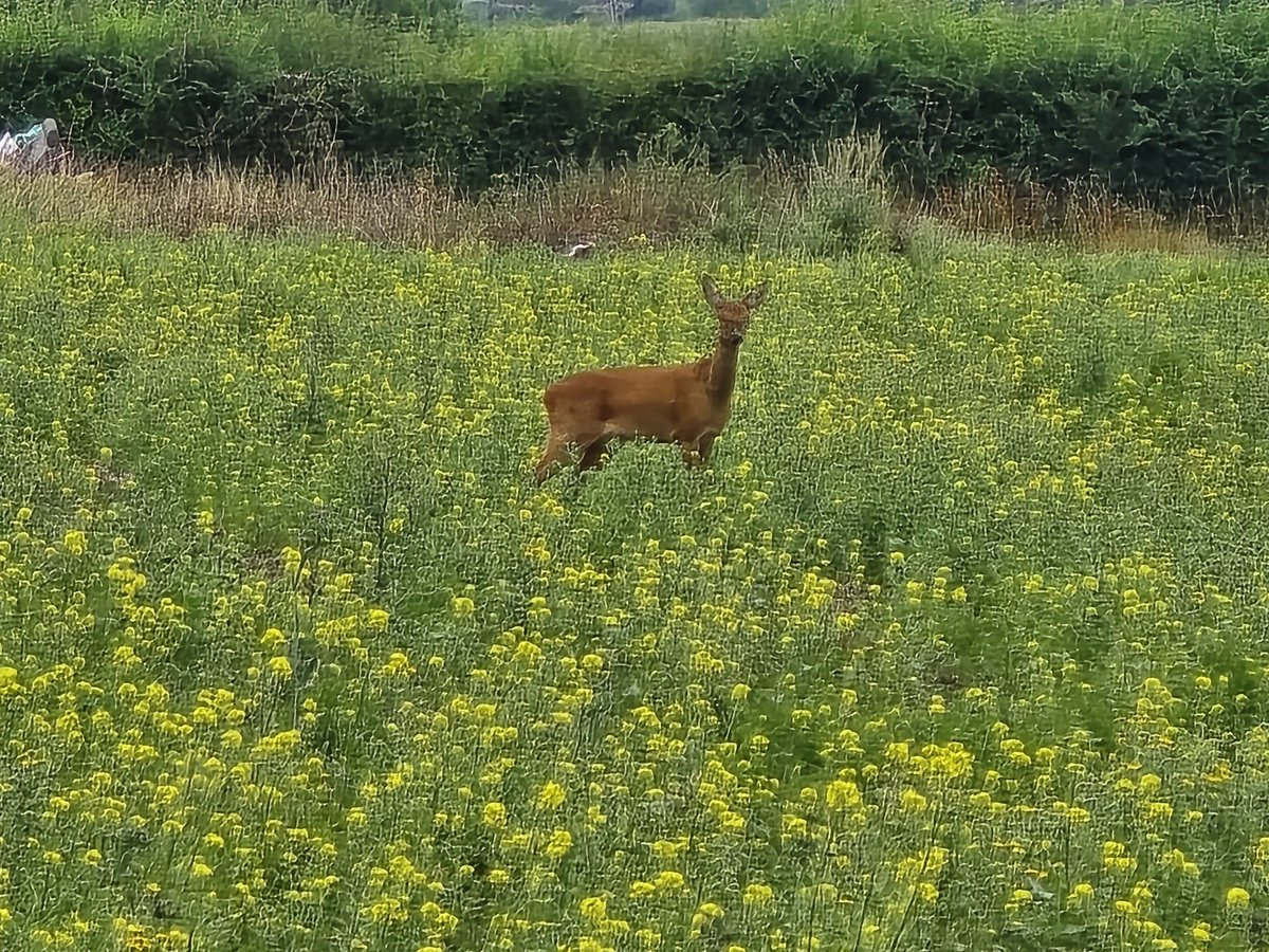 Walk_Wiltshire's tweet image. Spotted a roe deer 🦌, walked through maize 🌽 &amp;amp; wildflowers 🌼, and found a hidden tree-lined path. Mostly flat with great views — perfect for a future group walk!
#WalkWithMe #WeekendWalks #CountryLife #TimeForWiltshire #VisitWiltshire #GoOutdoors