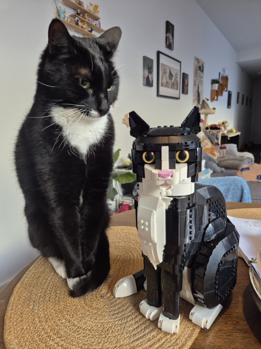 BastianGct's tweet image. Mais qu’est-ce donc que cette horreur ?

#cats #chats