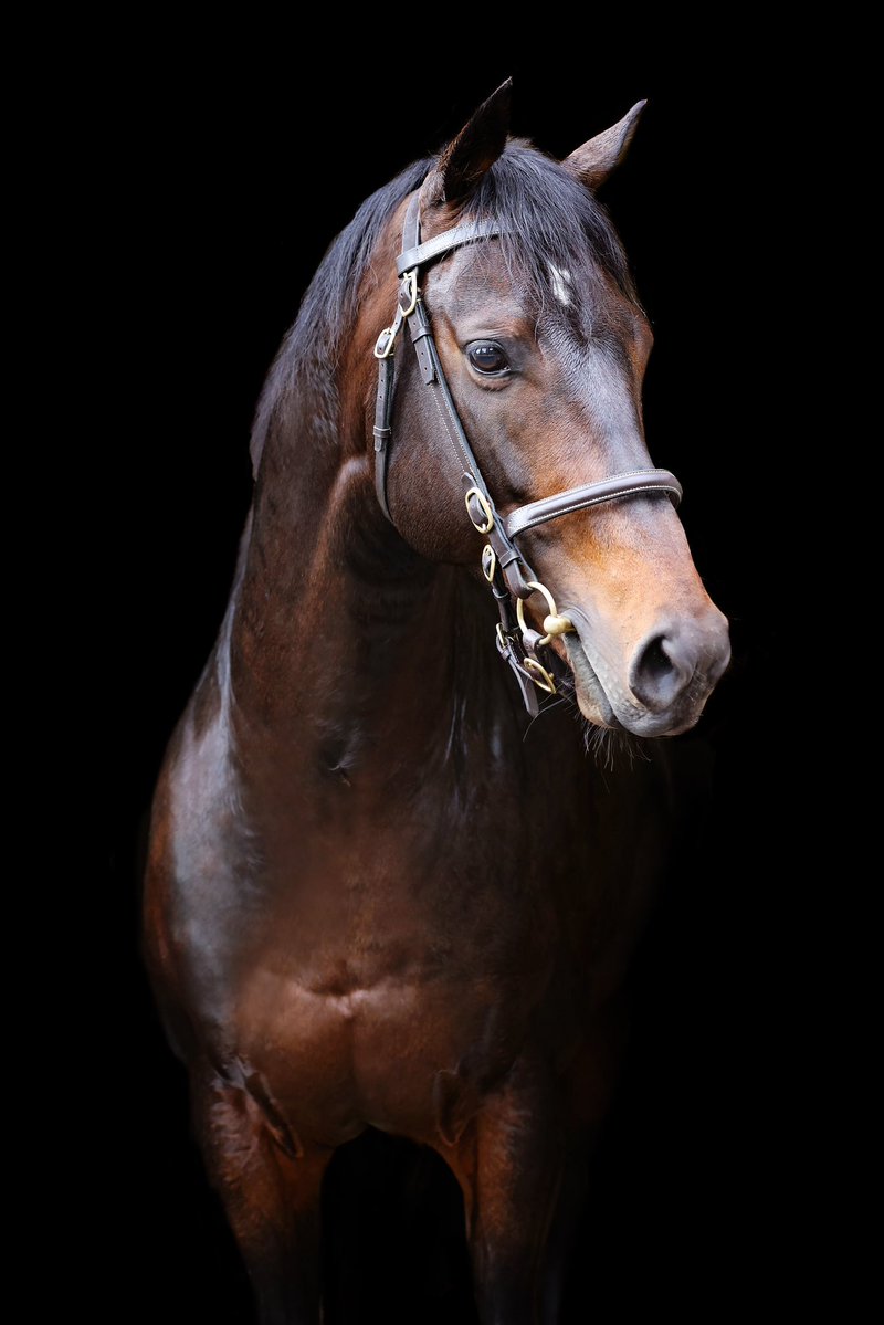 IrishNatStud's tweet image. ✨New winner for Nando Parrado as Chairmanfourtimes becomes his 10th individual winner @ponteraces 🏆🟢🔴
Congrats to Adrian Keatley, Oisin McSweeney & breeder Bernie Cooke 👏 @BallyphilipStud #winnerwinner #firstseasonsire