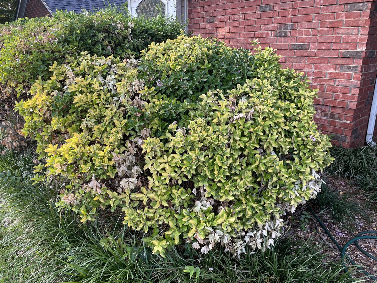 FredsDaily's tweet image. 8a Taking pictures of my buches to show Frank later. Something’s killing them. Ugh.