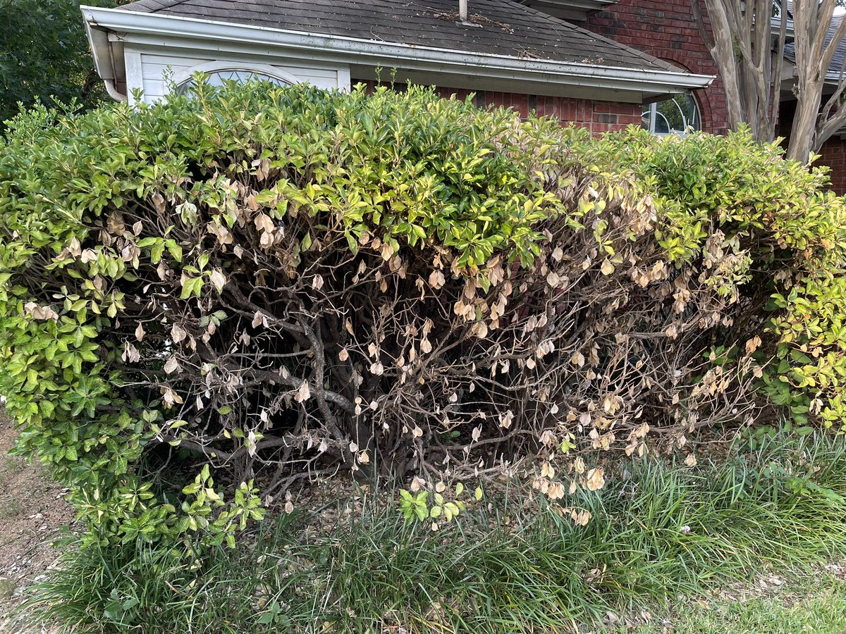 FredsDaily's tweet image. 8a Taking pictures of my buches to show Frank later. Something’s killing them. Ugh.