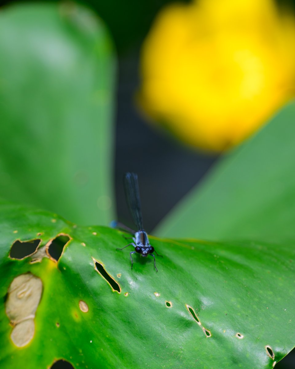 226Danny's tweet image. #小さな生き物たち
#イトトンボ
Zf + 300mm F4E + TC-20E III
コウホネとアオモンイトトンボかな？