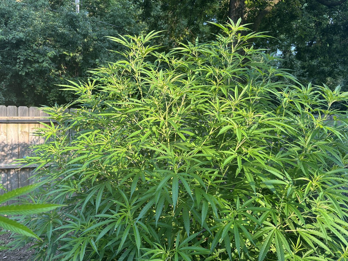 WeedVet's tweet image. ….the jungle that is Redline

@IrieGenetics