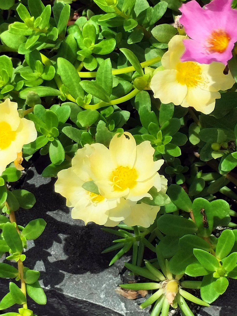 1gduyNFivWBckOc's tweet image. 今晩は🙇七月最後の日曜日楽しめたでしょうか🙇今日この写真撮る前に猫が花の香りを楽しんでました😸今日の夕方明日の仕事の準備してる時何か残念な自分だな~と想いながらマイボトルなどの準備してました💦でわ皆さん新しい週の始まり熱中症に気を付けてガンバだよ~おやすみなさい🛌🫣良い夢見てね🌠