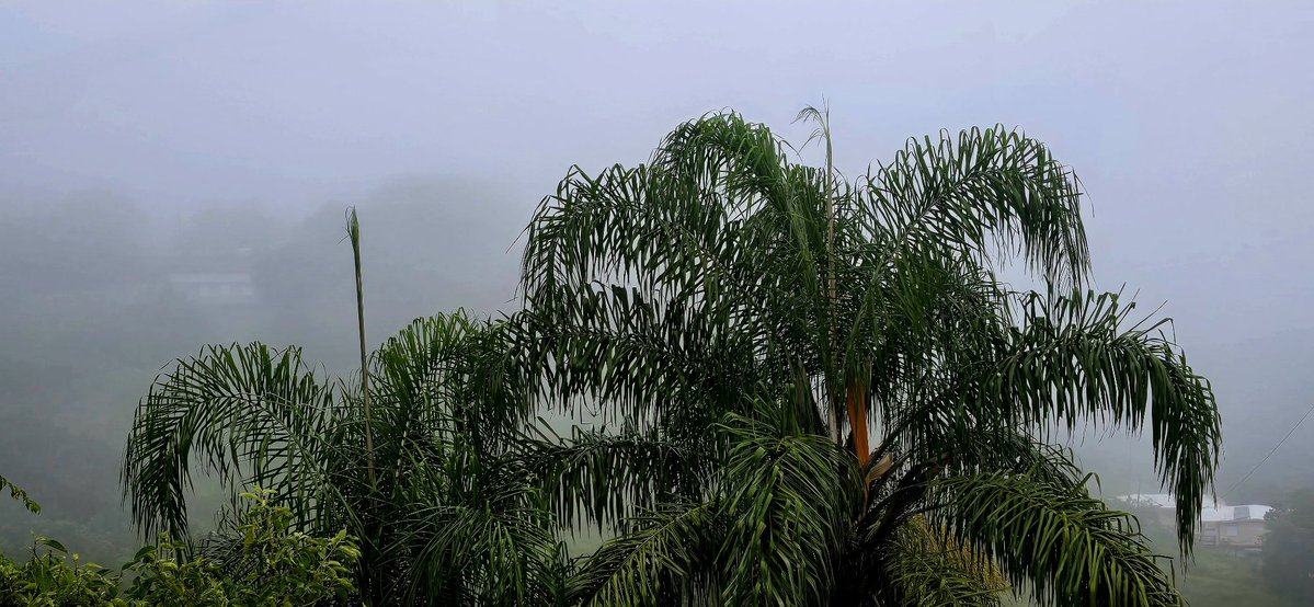 NormaOrtizRodr4's tweet image. Nublado en las montaΓ±as de Cidra. Bendecido Domingo. ππ»ππ»πβοΈ @adamonzon @DeborahTiempo @SLopezTiempo @EliRobainaTV @Carlostoletv @carlosomartv @rcortestv2 @zamiratv @CycloforumsPR @SusanSoltero @KevinDelbrey @hectorroldantv @TWAPuertoRico @Zona_del_tiempo