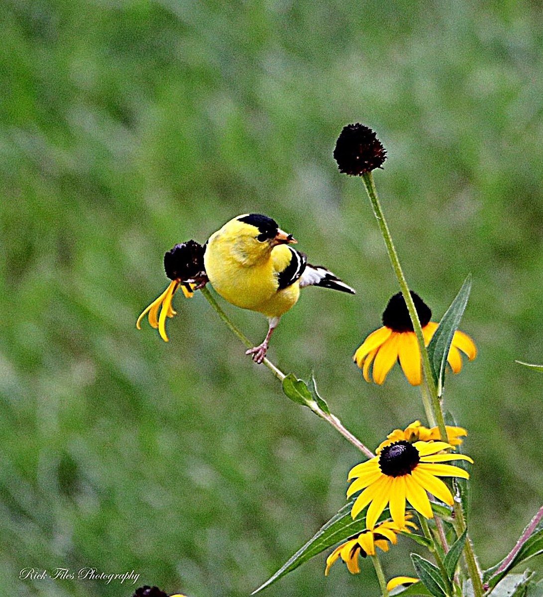 Naghman72616101's tweet image. 💛🖤💛