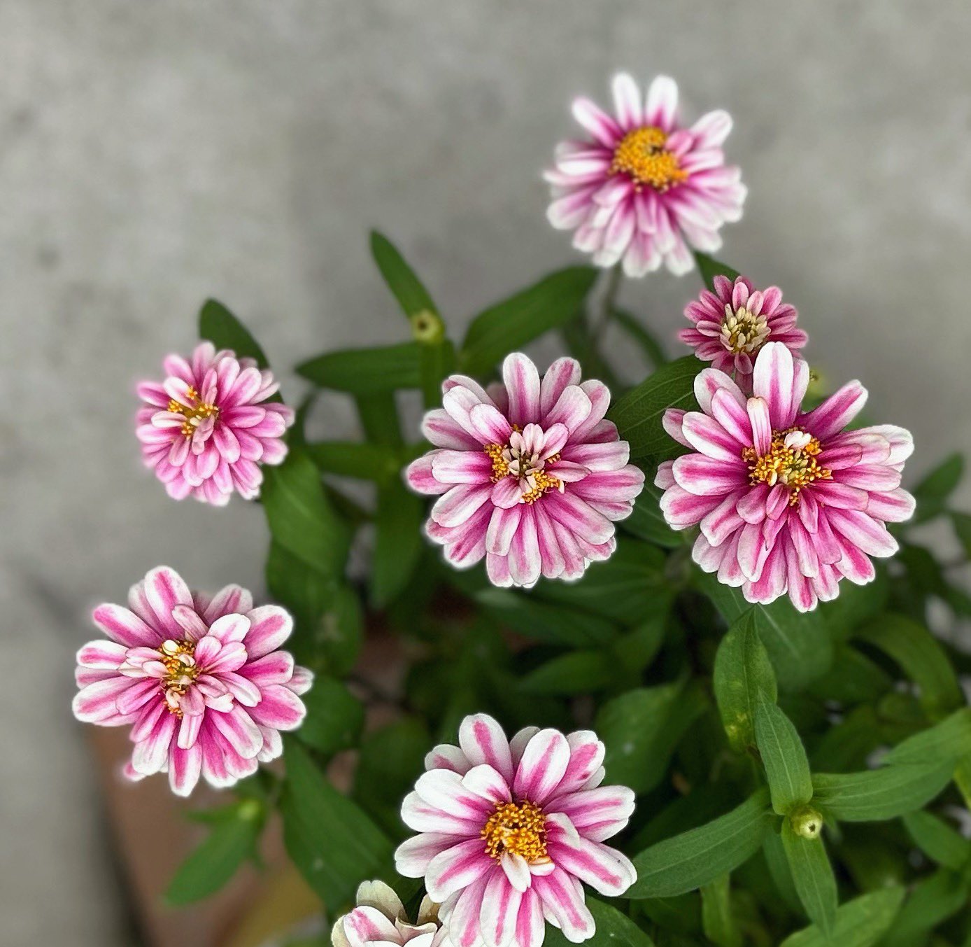 花さまおまとめ きょうのお花は「アジサイ」💠 白や緑のアジサイもきれいだなぁ