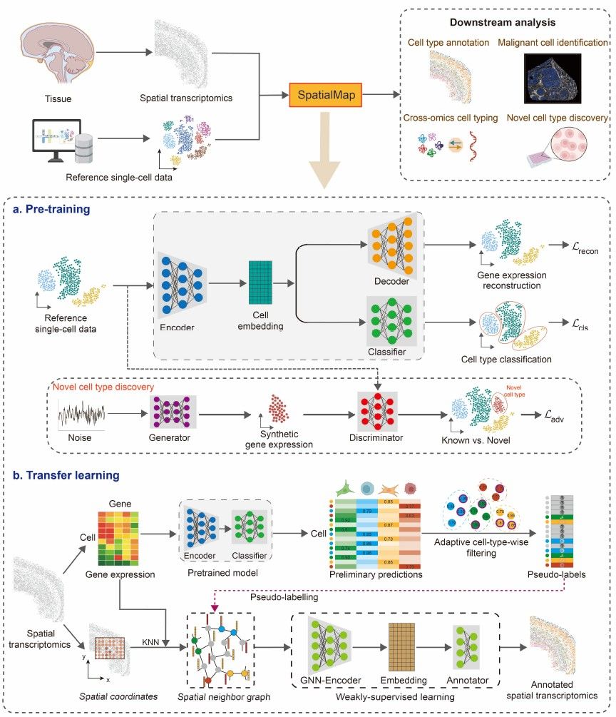 OncTheraX's tweet image. 🧬 SpatialMap: A Scalable Deep Learning Method for Cell Typing in Subcellular Spatial Transcriptomics
🔗 Preprint: biorxiv.org/content/10.110…
🔗 GitHub: github.com/pengzhenjia/Sp…
#SpatialTranscriptomics #DeepLearning #SpatialMap #SingleCell #CellTyping #ComputationalBiology