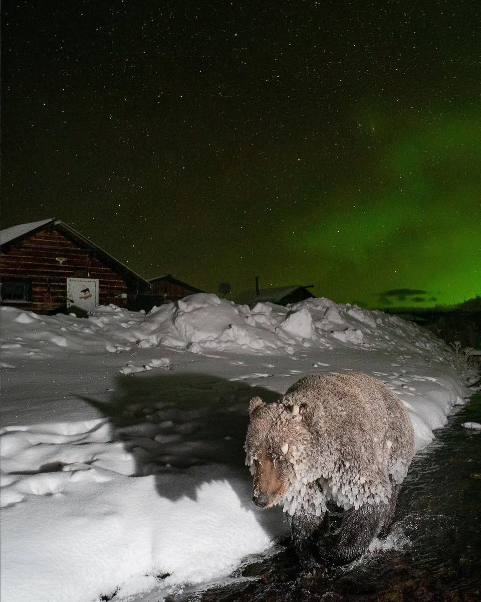 Frozen grizzly bear in Yukon, Canada.