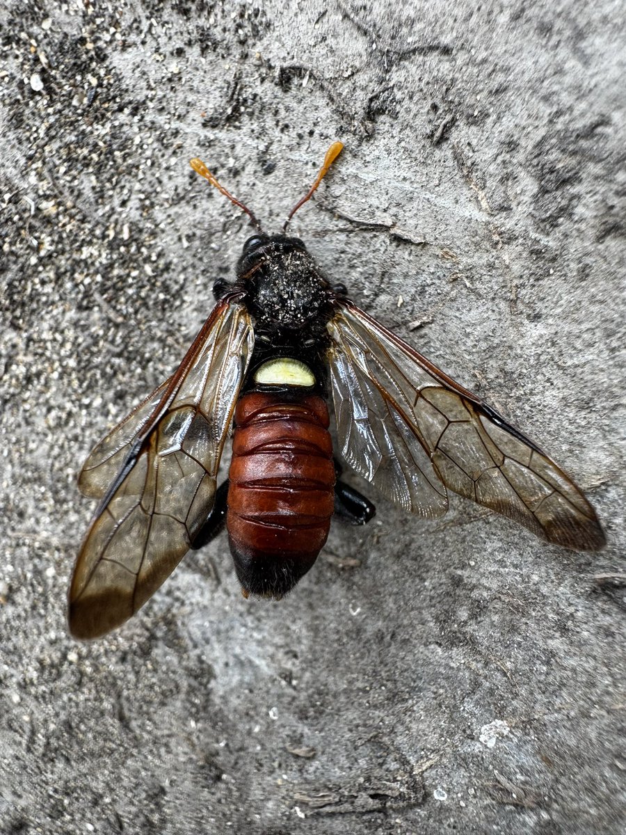 Presume this is an Elm Sawfly I’ve just found at capel ?