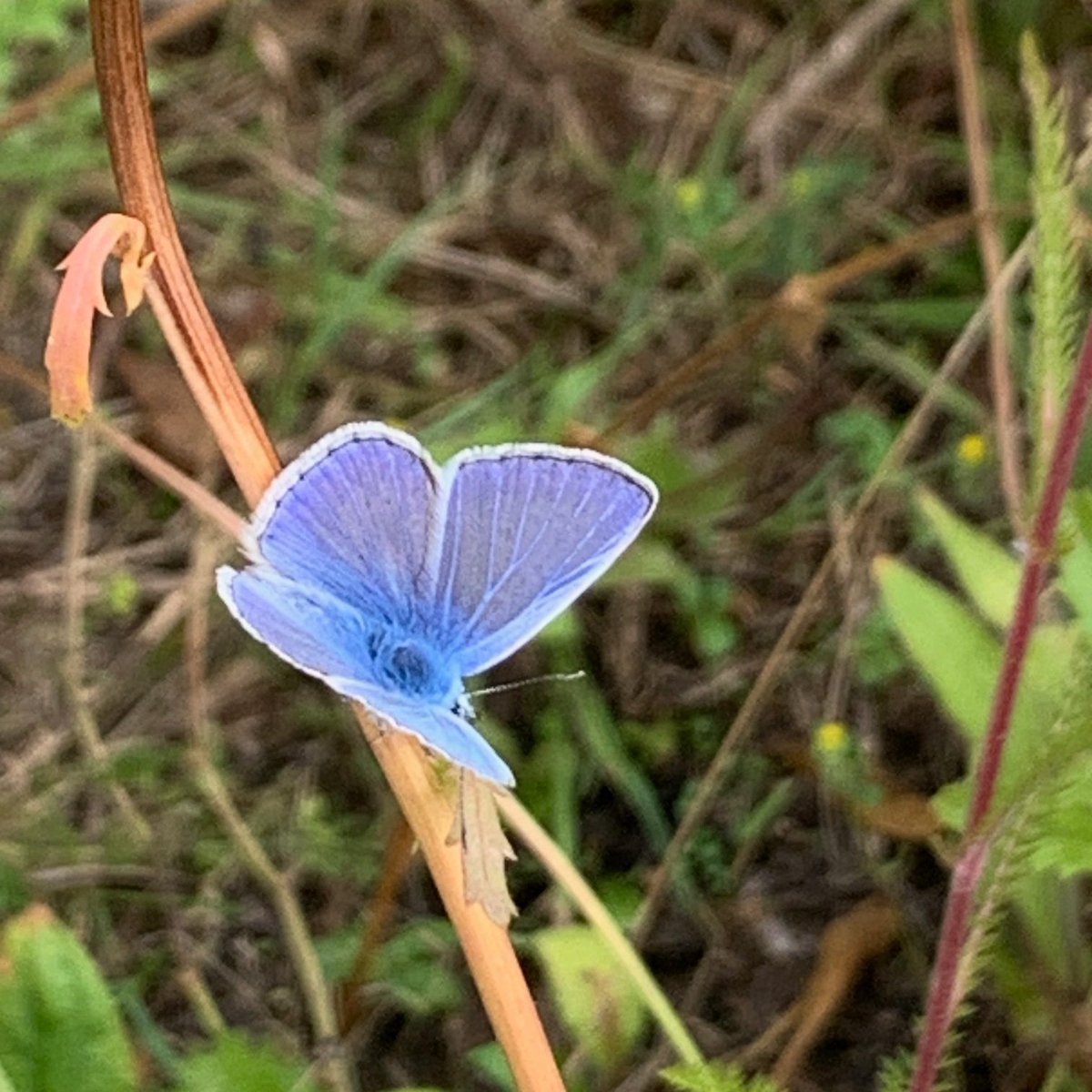 Working with volunteers and council ecologists we recorded over 150 pollinating insects at Normand Park on a pollinator count. The meadow area had many hover flies and this beautiful common blue butterfly. The community garden had this tree bumblebee feeding on verbena.
