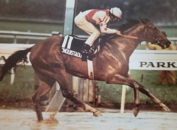 CONQUISTADOR CIELO 🇺🇸 1979
(MR PROSPECTOR - KD PRINCESS BY BOLD COMMANDER) 
#ConquistadorCielo