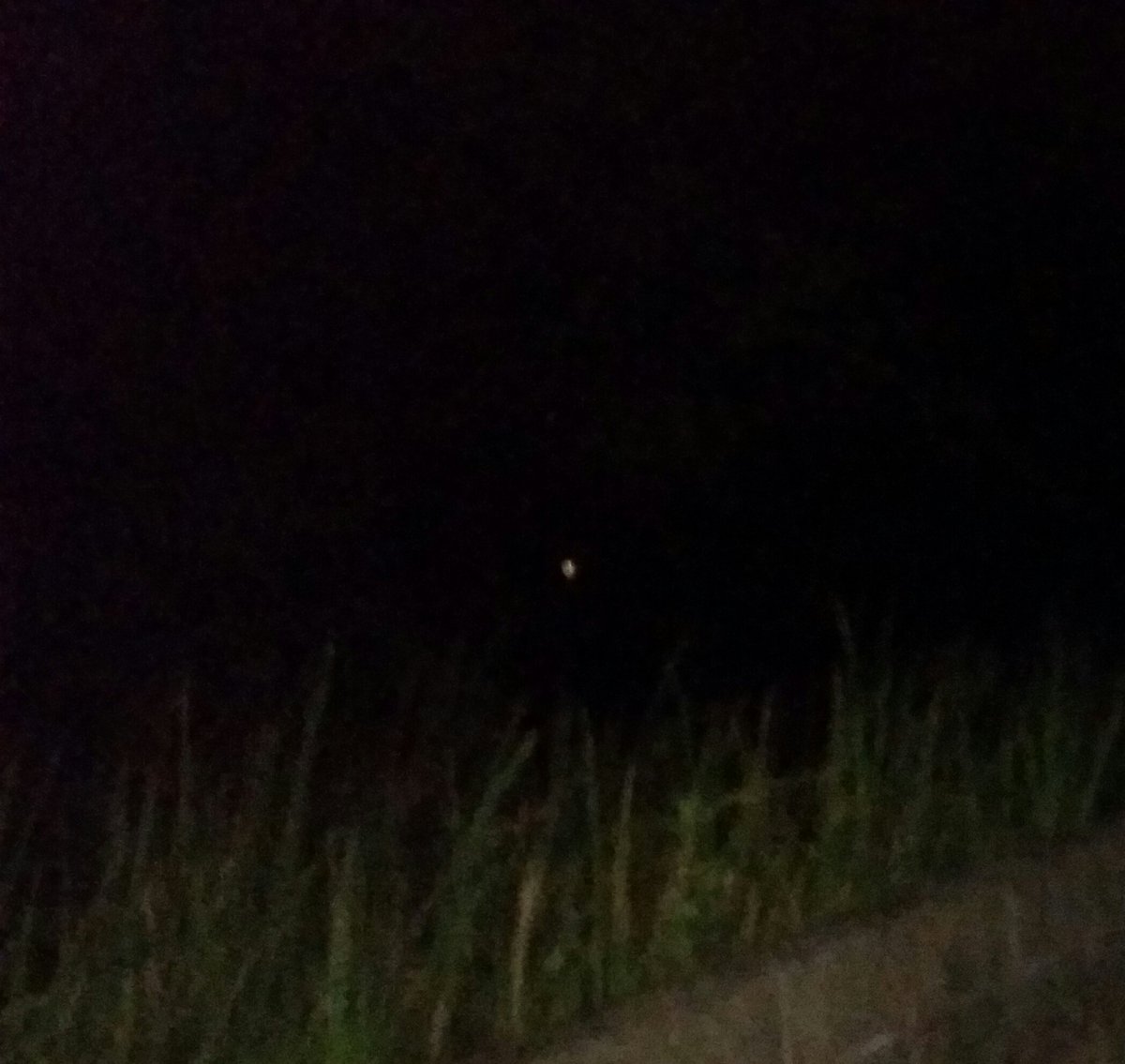 Pekari_Chance's tweet image. さっきアップした写真に変なもんが写りこんだよ(´Д｀)
まぁ、気のせいか？w