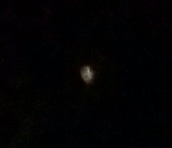 Pekari_Chance's tweet image. さっきアップした写真に変なもんが写りこんだよ(´Д｀)
まぁ、気のせいか？w