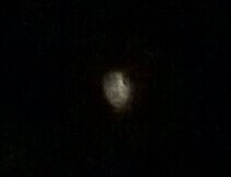 Pekari_Chance's tweet image. さっきアップした写真に変なもんが写りこんだよ(´Д｀)
まぁ、気のせいか？w