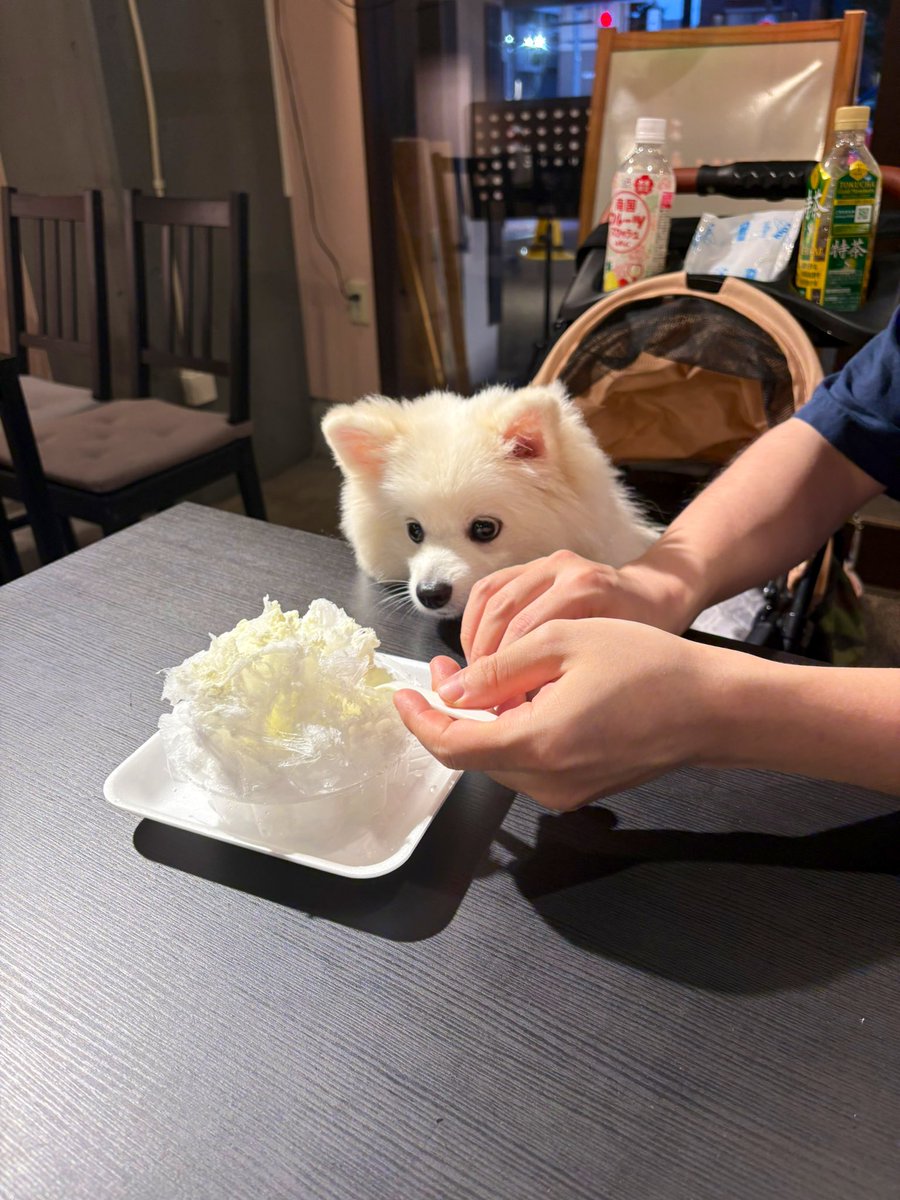 初めてのかき氷🍧🐕

#犬好きさんと繋がりたい
#ポメラニアン
#デカポメ