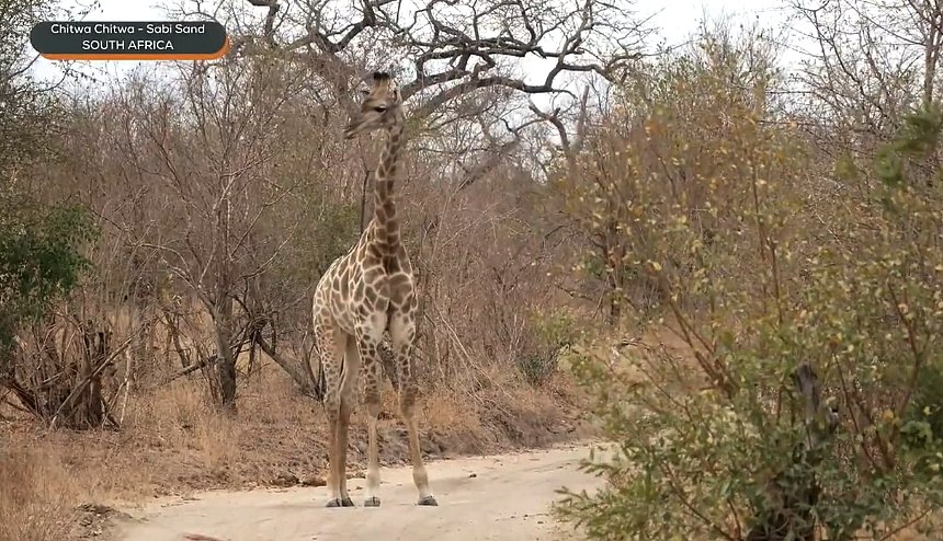 elize_roets's tweet image. This is my good side get the photo get the photo LOL   #Wildearth