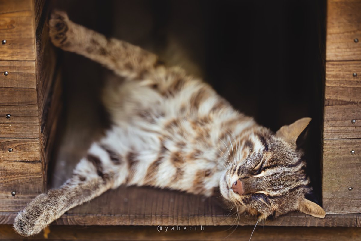 yabecch's tweet image. あついので、ねこのひらき。
(2025.07.27)
ZOORASIA
こう
