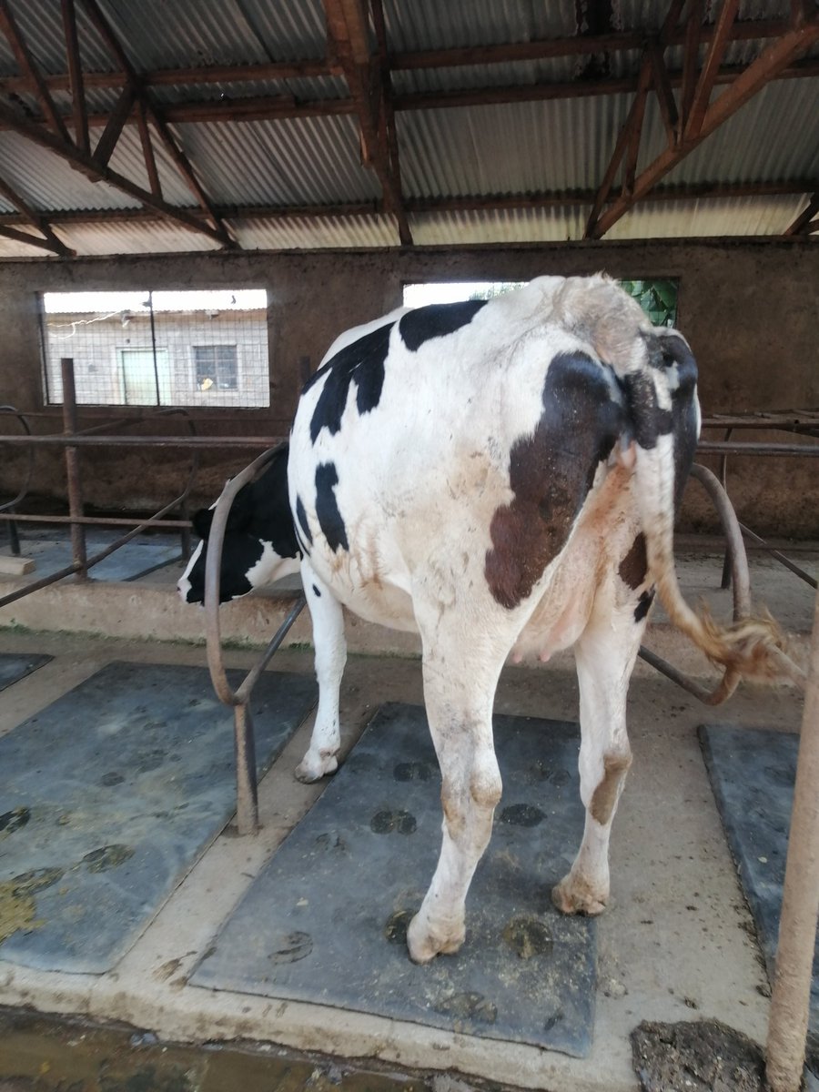 Msnyaguthii's tweet image. Sire Lovette,served with Richie (sexed semen) on 27th January 2025. Production potential 35+.
Expected date of calving 27.10.2025
Location @MawaDairyFarm Ngandu Karatina.
Price 270k.
For more details DM or whatsApp us on 0728069200