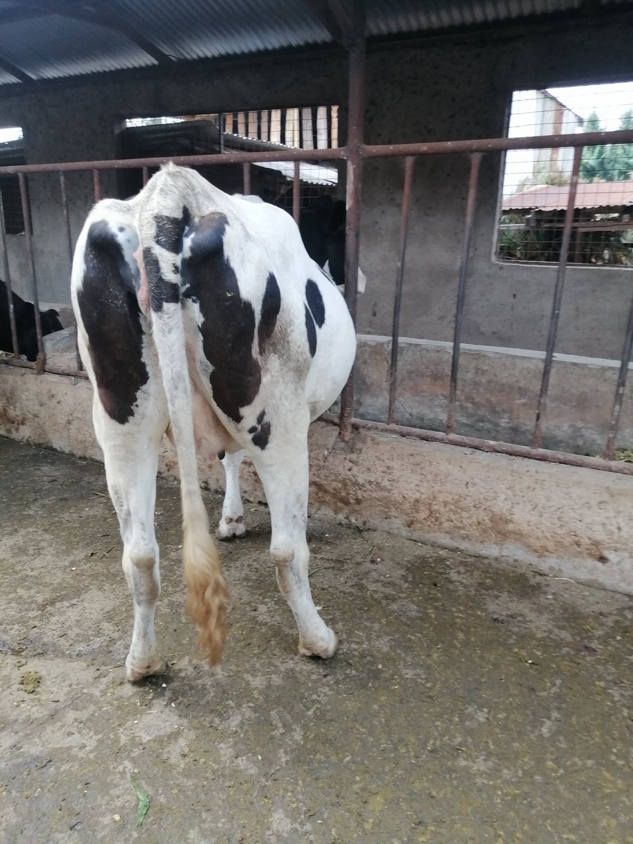 Msnyaguthii's tweet image. Sire Lovette,served with Richie (sexed semen) on 27th January 2025. Production potential 35+.
Expected date of calving 27.10.2025
Location @MawaDairyFarm Ngandu Karatina.
Price 270k.
For more details DM or whatsApp us on 0728069200