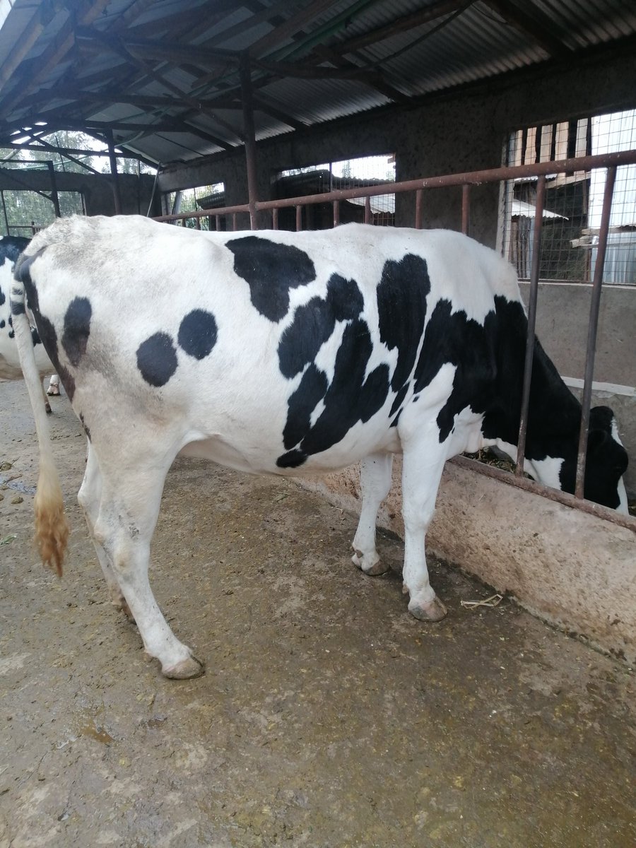 Msnyaguthii's tweet image. Sire Lovette,served with Richie (sexed semen) on 27th January 2025. Production potential 35+.
Expected date of calving 27.10.2025
Location @MawaDairyFarm Ngandu Karatina.
Price 270k.
For more details DM or whatsApp us on 0728069200