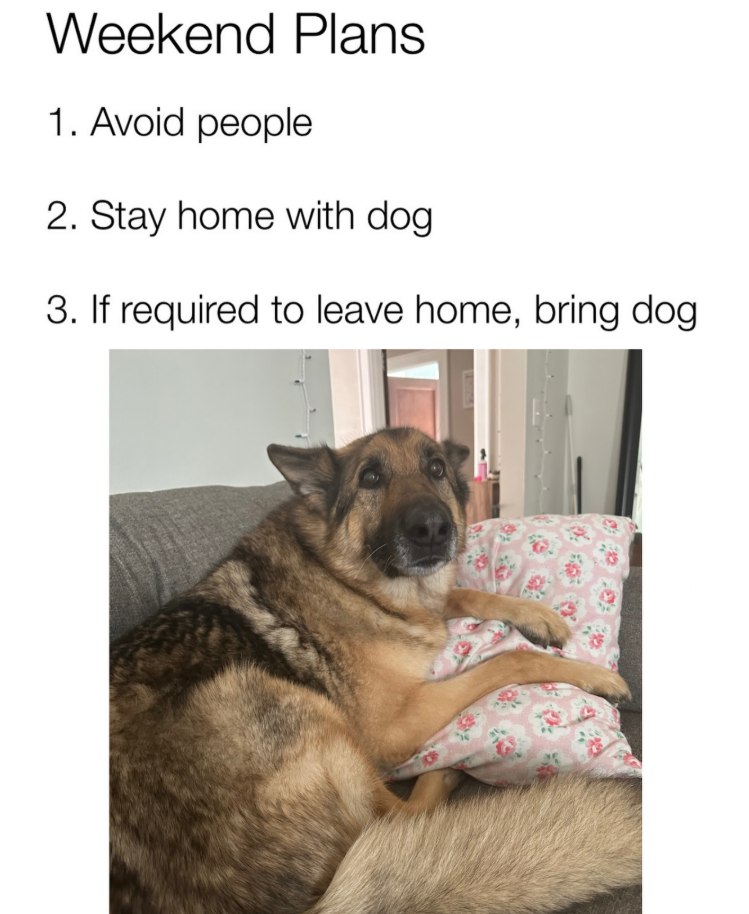 Dog Lovers (@doglovers03) on Twitter photo 