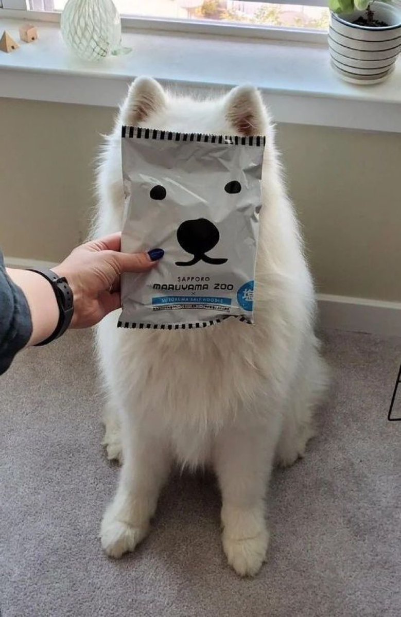 out of context dogs (@contextdogs) on Twitter photo 