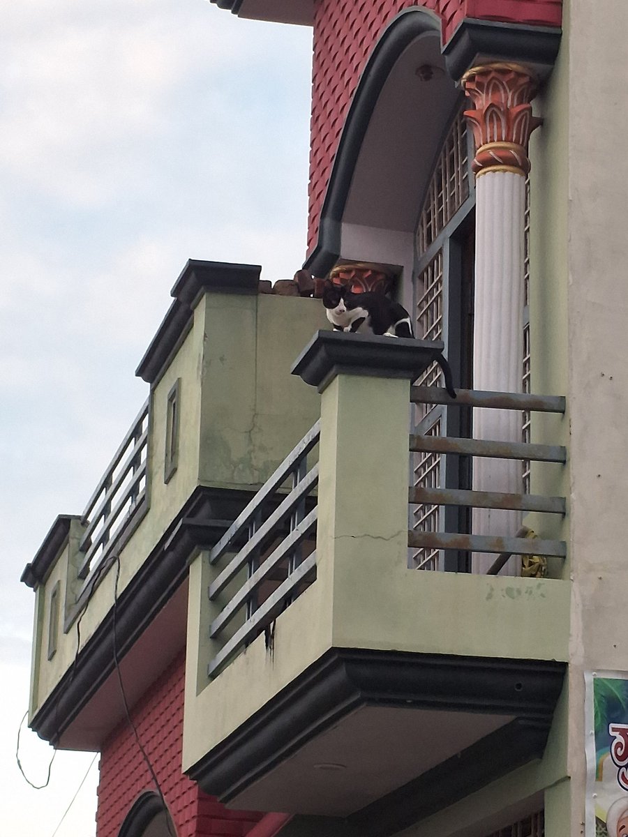 घर की रखबाली करता हुआ #बिल्ला