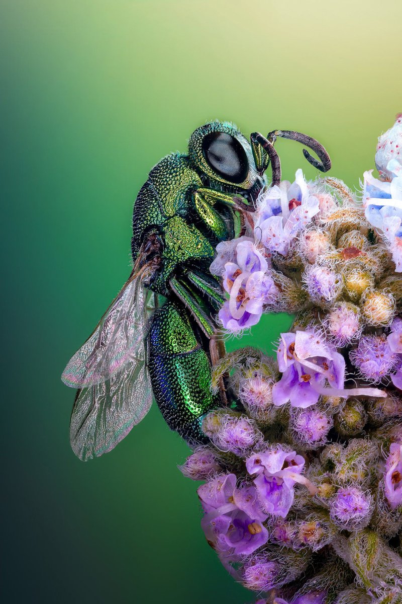 BigBangSciCom's tweet image. Les reflets métalliques de la guêpe coucou
Crédits : Dr Sherif Abdallah Ahmed
nikonsmallworld.com/galleries/2023…
#animals #naturelovers #animaux #science #wildlife #nature #biologie #zoologie #SVT #insectes #insects #entomology #entomologie