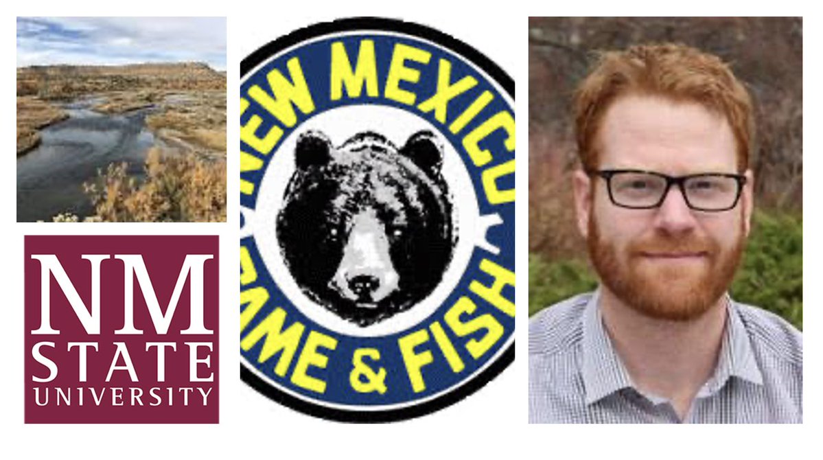 NMSUVPR's tweet image. #NMSUResearch - Dr. Zachary Klein, assistant professor @nmsu_fwce, is funded by @NMDGF to evaluate Munoz Flats ponds as a refuge for Roundtail Chub. @nmsu_aces @NMSUResearch @CoresNmsu