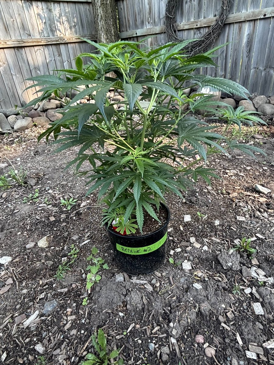 WeedVet's tweet image. ..almost 60 days of being outdoor…
Redline from @IrieGenetics
…can’t do that indoors…
