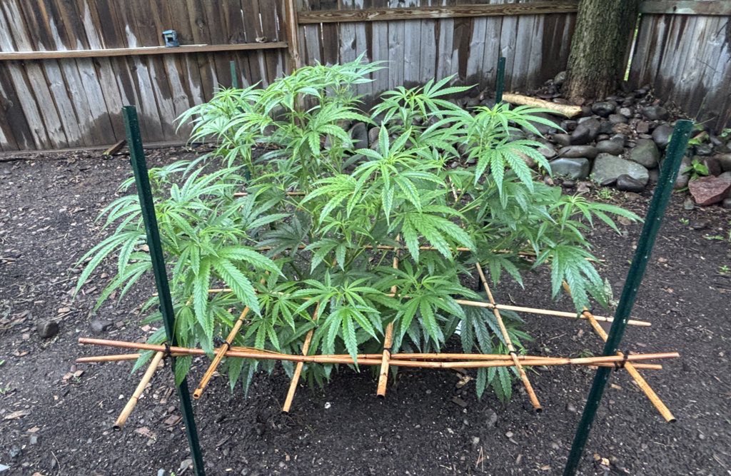 WeedVet's tweet image. ..almost 60 days of being outdoor…
Redline from @IrieGenetics
…can’t do that indoors…