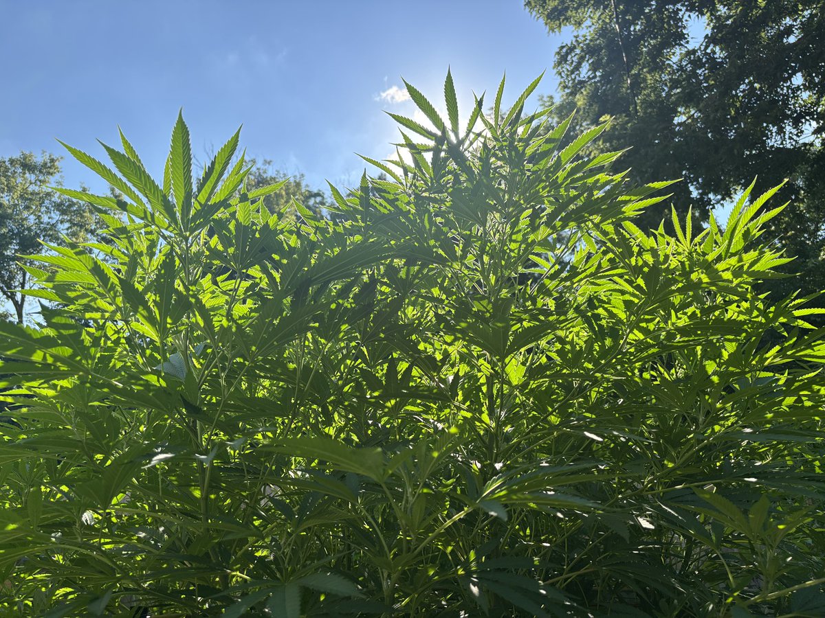 WeedVet's tweet image. …the mighty jungle….