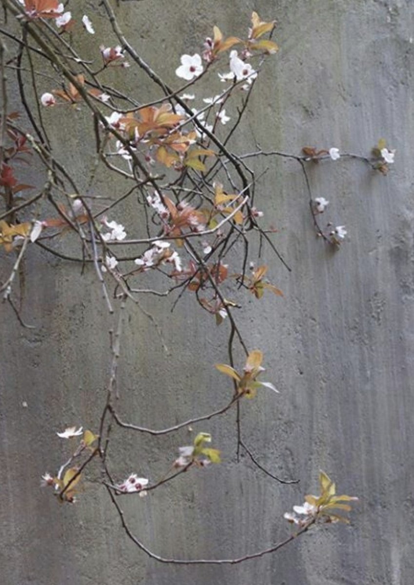28671348a6b64f1's tweet image. "Ich vergleiche diese seltsamen Blumen
Mit der seltsamen Versen, die
Ein taktvoller Marquis de Sade schriebe,
Wenn er die Sprache der Engel beherrschte."
Paul Verlaine