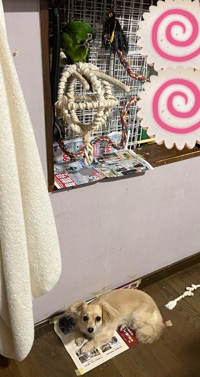 うんこゾーンでくつろいでるがな
上に鳥いてうんこ降ってくるとも知らず可愛い顔してる