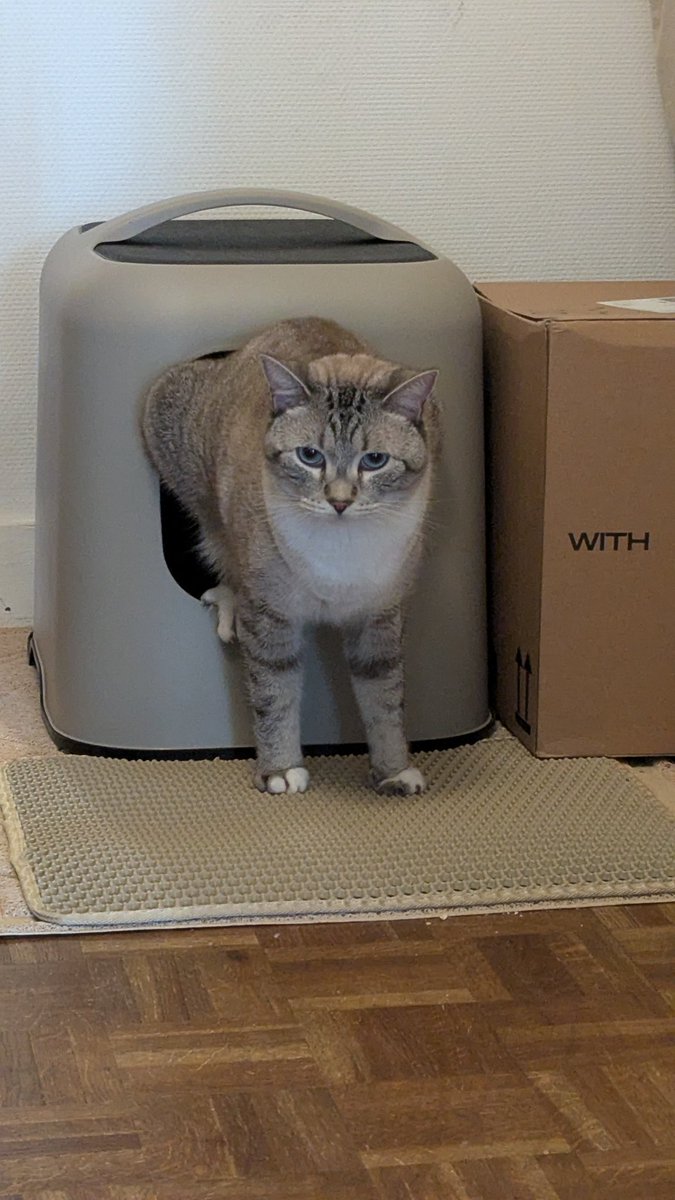mardi28's tweet photo. 真剣🤣🤣 #猫のうんこ顔選手権 #頑張れ https://t.co/KYRHEQqo7A