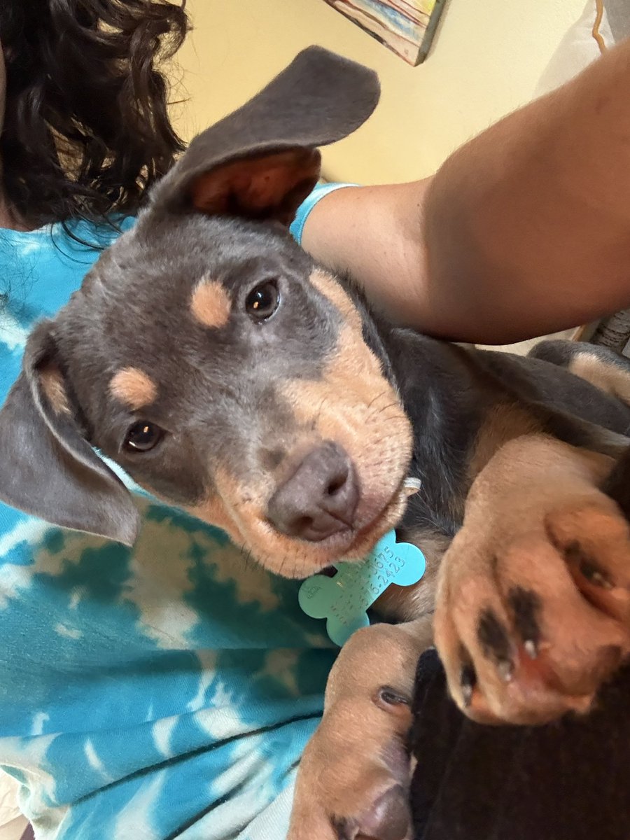 CrunchyMAGAMama's tweet image. Everyone, meet JOSIE! 2 days ago, we welcomed this sweet lil angel into our family! She and her litter mates were rescued after being dumped in the middle of nowhere in South Texas. And somehow, we found each other! She’s such an amazing puppy. Soooooooo sweet! SO SNUGGLY! So…