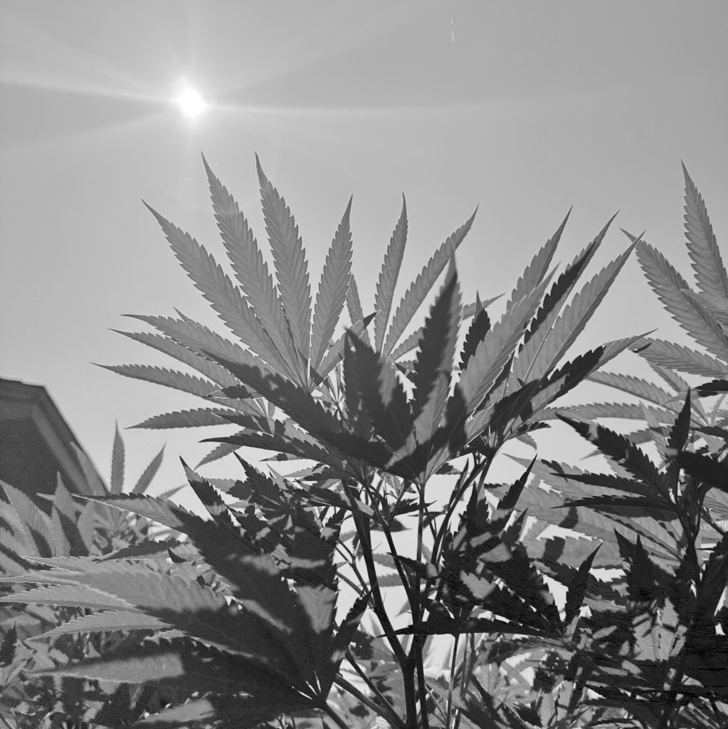 WeedVet's tweet image. 