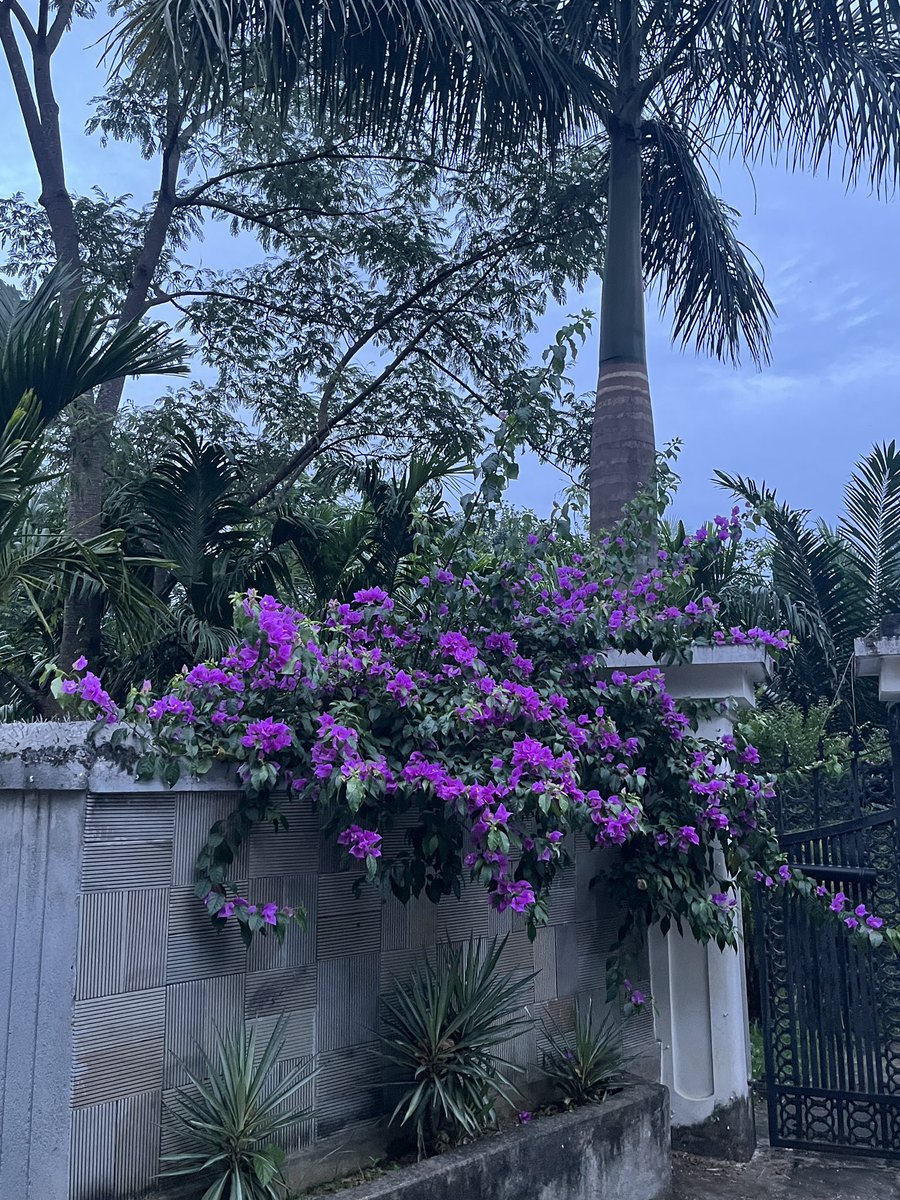 An evening stroll by the colony💌