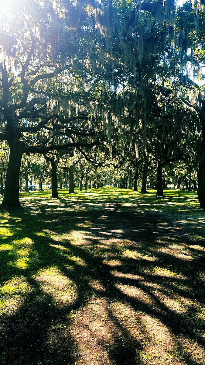 ADigitalShogun's tweet image. GM everyone enjoy your Sunday ☀️
Starting my day with a walk through the park
