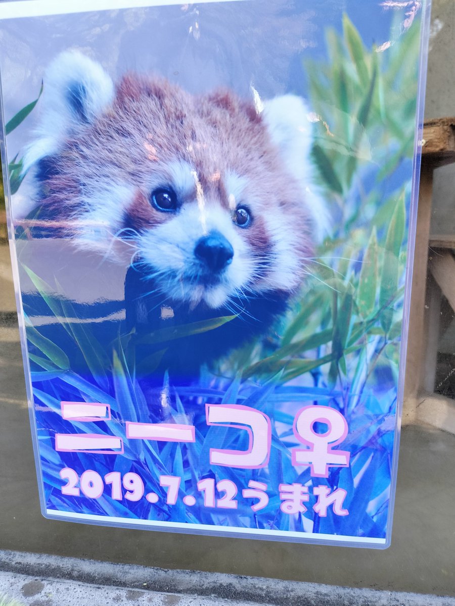 kyon_rp_'s tweet image. ニーコ！(と、ランマル)