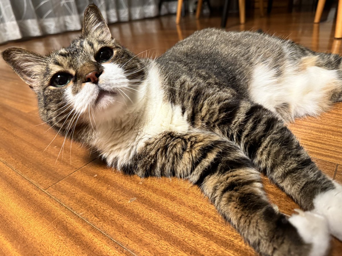 poncho_neko's tweet image. さあ、もっと撫でてにゃお！