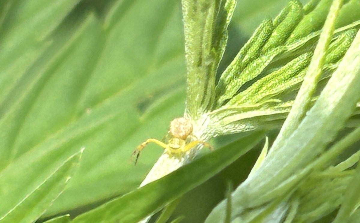 WeedVet's tweet image. …lying in wait….