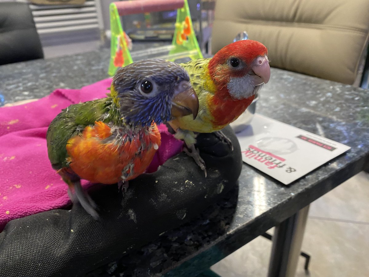 DominikaWalus's tweet image. Domi, dej mię nektarek, gdyż iż jestem very kolorowy, ergo: jestem loryską!
#EasternRosella
#RainbowLorikeet