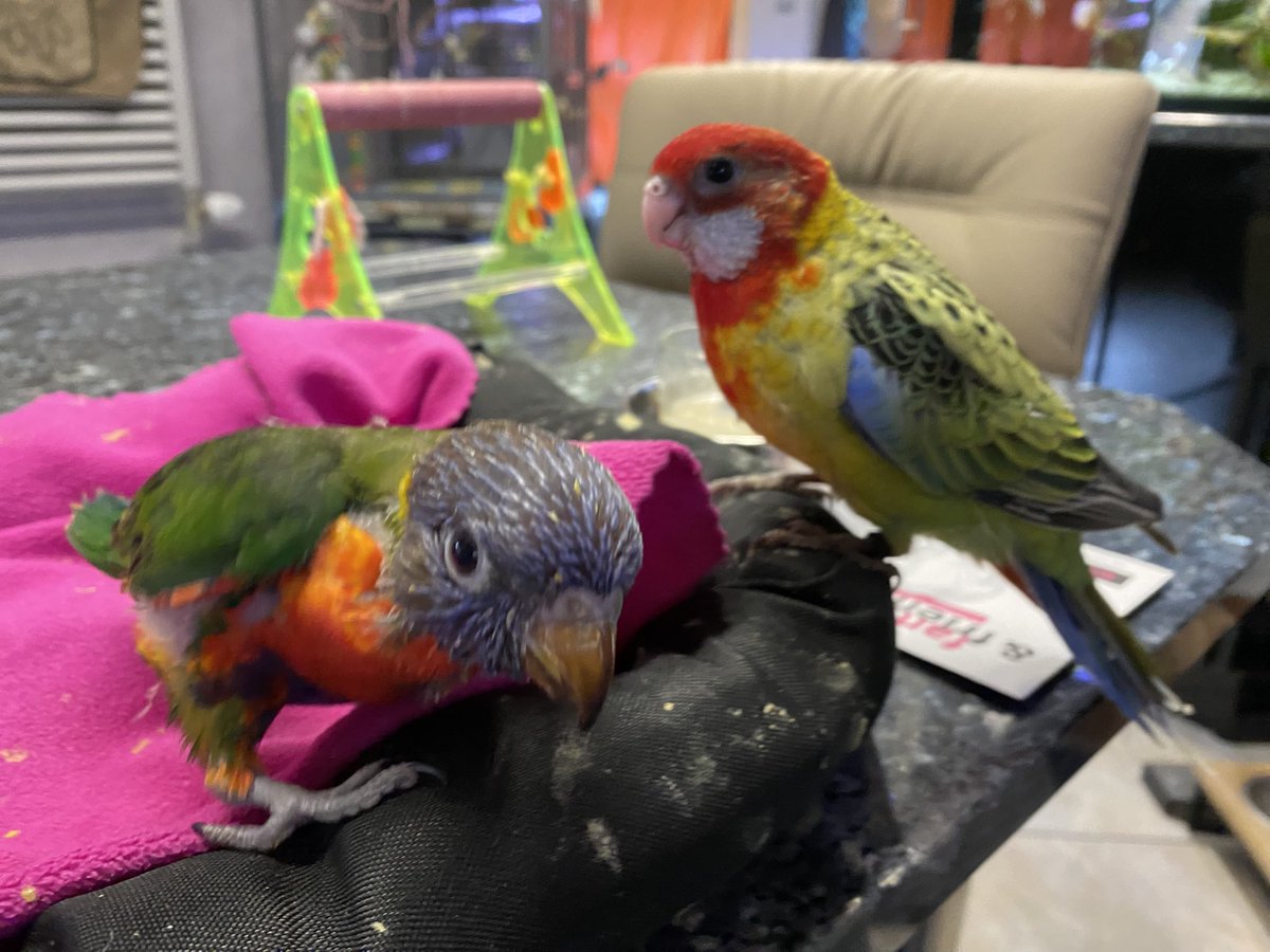 DominikaWalus's tweet image. Domi, dej mię nektarek, gdyż iż jestem very kolorowy, ergo: jestem loryską!
#EasternRosella
#RainbowLorikeet
