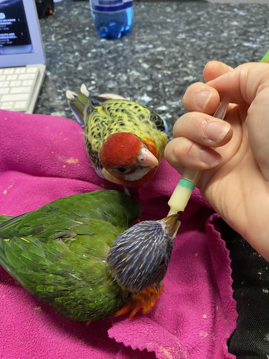 DominikaWalus's tweet image. Domi, dej mię nektarek, gdyż iż jestem very kolorowy, ergo: jestem loryską!
#EasternRosella
#RainbowLorikeet