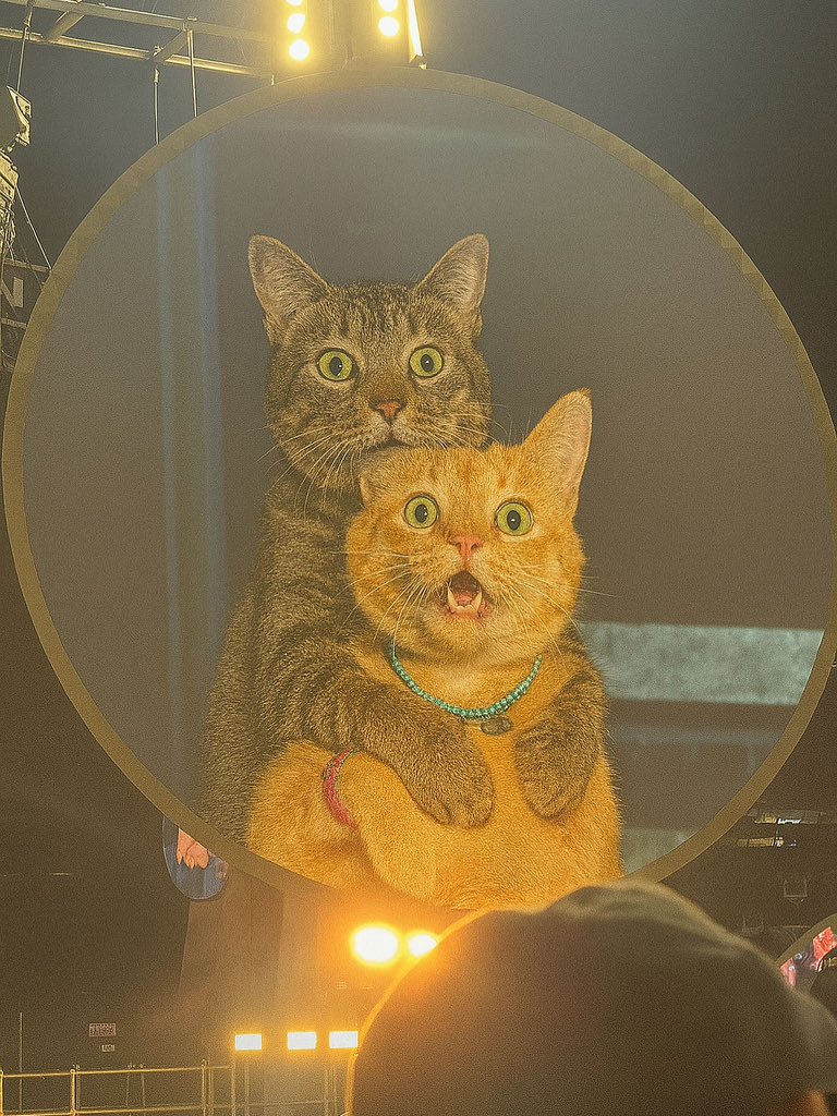 Cats with pawerful aura (@aurawithcats) on Twitter photo 