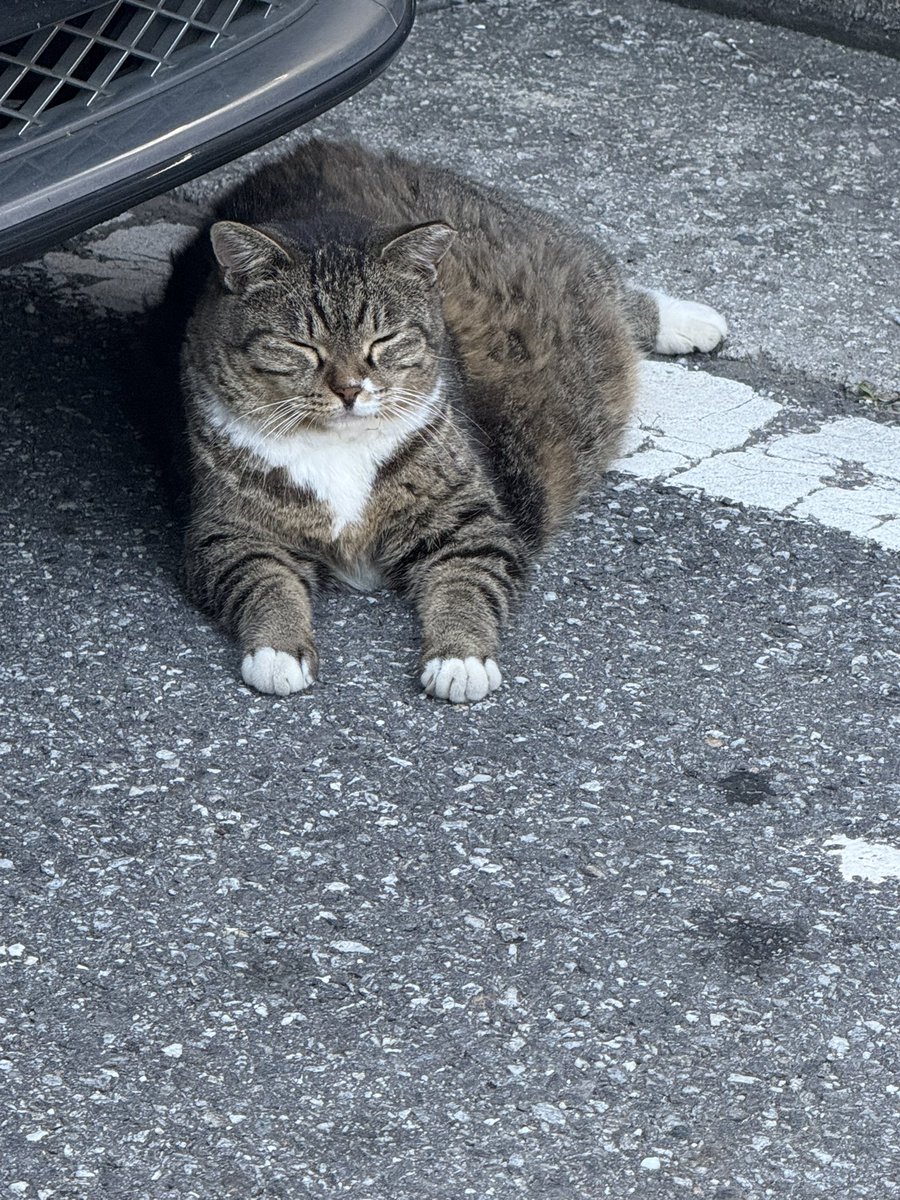 lokikku's tweet image. 밥주는 고깃집앞에서 멍..
좀 더 시원한곳 찾아보지 😞