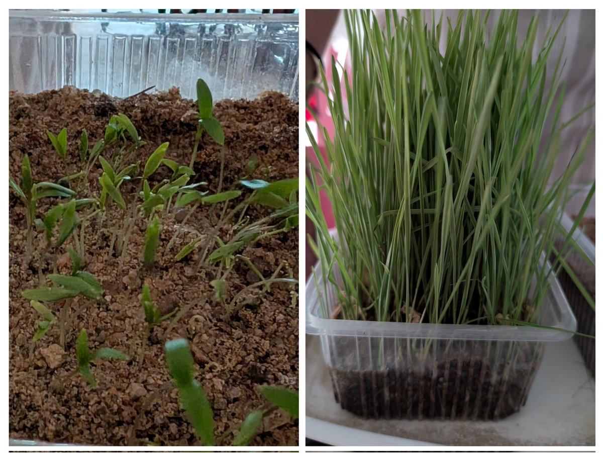 A couple of days ago My 7 yr old boy planted some seeds for the first time. Thanks to <a href="/MyLovelyPlanet1/">My Lovely Planet</a> 
He started with some wheatgrass, baby steps :) i said (wanted a big mango tree, lol).
Flashback:
One day last week, he got tired of watching me and his mother playing the same