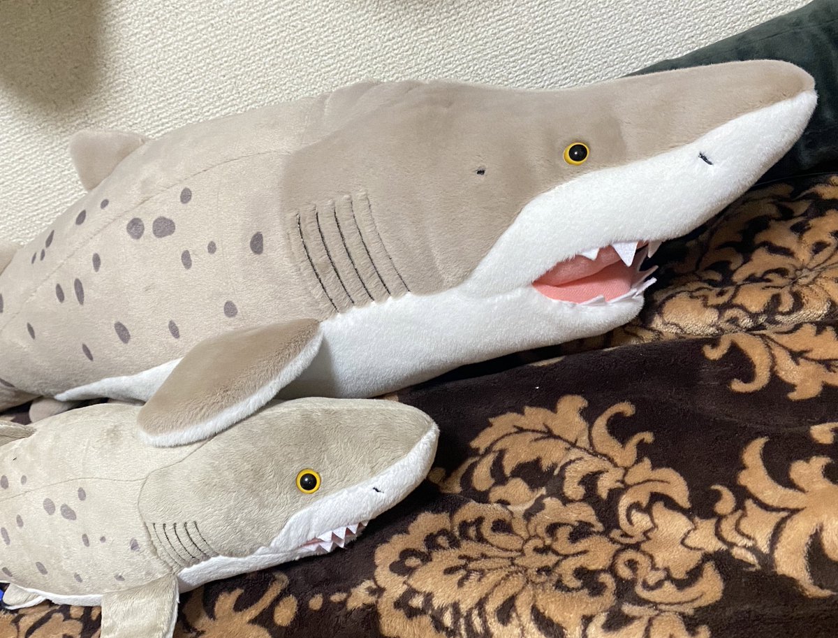 Jdragon_nest's tweet image. 少し前に、水族館で魚に囲まれたい!てなった時に行ったアクアワールド大洗でシロワニ好きになった。モフモフノデカイサメチャンも連れて帰ったし剥製のニタリさんもいた